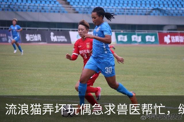 流浪猫弄坏玩偶急求兽医帮忙，缝补进行中它全程陪护，眼神满是担忧：快救救我的好朋友！