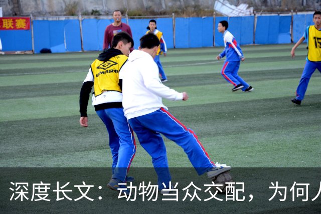 深度长文：动物当众交配，为何人类都躲起来秀恩爱？到底在躲谁？